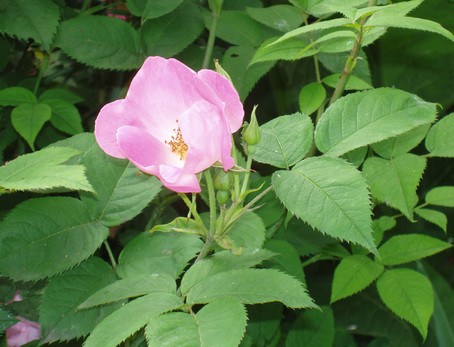 Eglantine  Andlau, en alsace